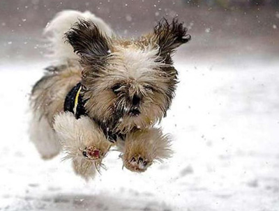 http://barefootpuffin.files.wordpress.com/2011/11/doggy-winter-running.jpg